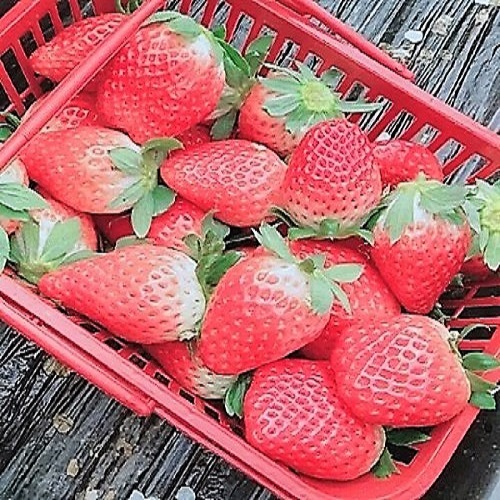 昆明周边最好最棒的草莓采摘地！